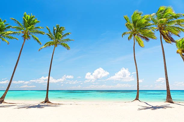 Coconut Palm trees on white sandy beach in Punta Cana, Dominican Republic